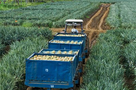 El Consejo universitario instó al Gobierno y a las municipalidades de los cantones donde se concentra la producción de piña a declarar una moratoria a la expansión de esta actividad. (Foto: http://www.corbis.com)