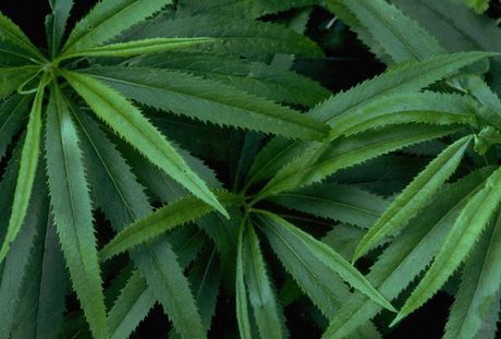 La UCR señaló que el proyecto no es claro en cuanto al tipo de control y regulación que se debería seguir para la posible exportación, plantación, cultivo, cosecha, producción, adquisición, almacenamiento, comercialización, distribución, uso y consumo del cannabis. (Foto: http://www.corbis.com)