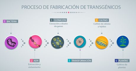 Los órganismos genéticamente modificados (OGM) son el resultado de la ingeniería genética, la cual permite modificar los genes de microorganismos como las bacterias y las levaduras, insectos, plantas, peces y animales. (Ilustración: Andrea Jiménez)