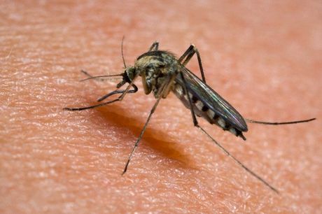 La UCR señaló que el proyecto no contempla la posibilidad de realizar un control químico y biológico, necesario para eliminar los criaderos de insectos transmisores de enfermedades como el dengue y la chikunguña. (Foto: http://www.corbis.com)