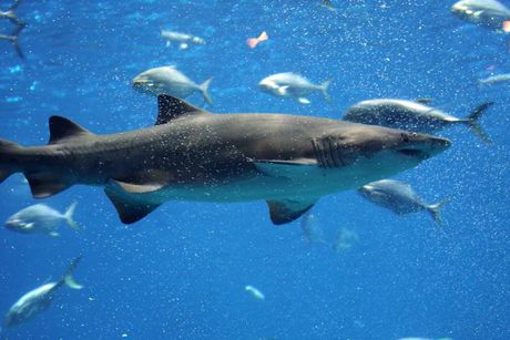 Para la UCR, el aleteo es una práctica inhumana y peligrosa que pone en riesgo los ecosistemas marinos independientemente de si la pesca se realiza en el mar o en el muelle. (Foto: www.freepik.es)