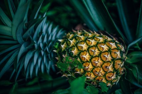 En Costa Rica, la piña es el segundo producto de exportación agrícola, en el año 2017 se cultivaron 44.500 hectáreas, equivalentes a 953.166 millones de dólares. (Foto: www.pixabay.com)
