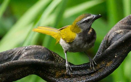 El CIBET sería el primer centro especializado en investigaciones en biodiversidad y ecología tropical en el país, lo cual contribuye a visibilizar el trabajo que realiza la Escuela de Biología y a posicionar la UCR como referente en esta materia. (Foto: Andrea Jiménez)