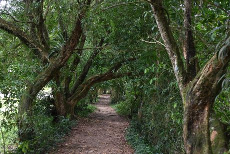 La Universidad de Costa Rica (UCR) tiene un compromiso con la conservación del ambiente y las luchas socioambientales en nuestro país y con el planeta. (Foto: Anel Kenjekeeva, OCI)